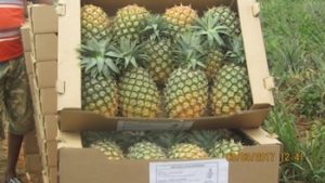 importation fruits exotiques ananas - La Ferme de la Métairie